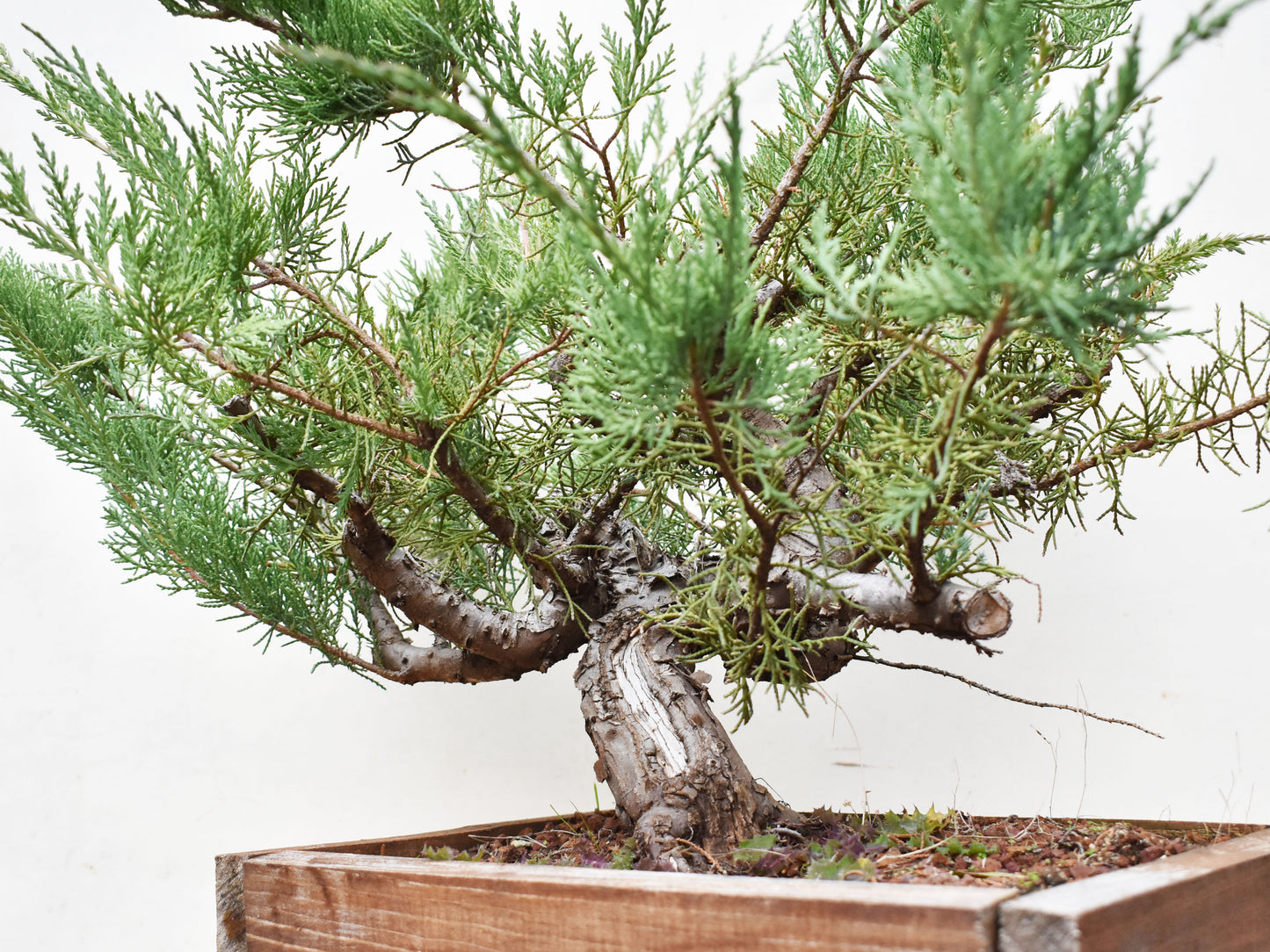 ENEBRO (Juniperus )