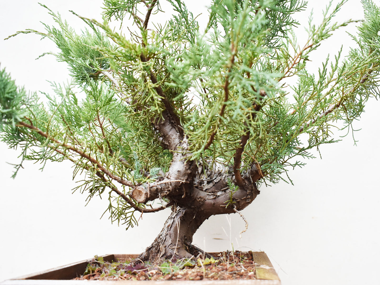 ENEBRO (Juniperus )