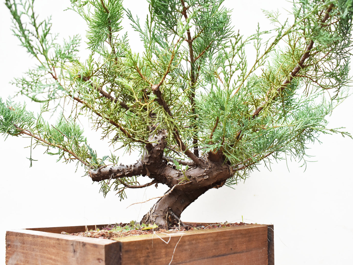 ENEBRO (Juniperus )