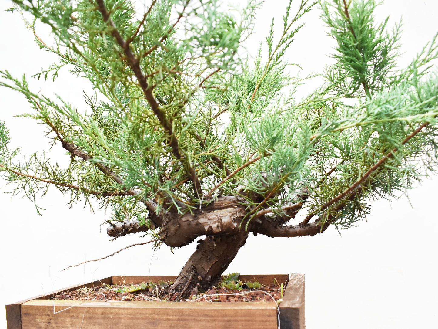 ENEBRO (Juniperus )