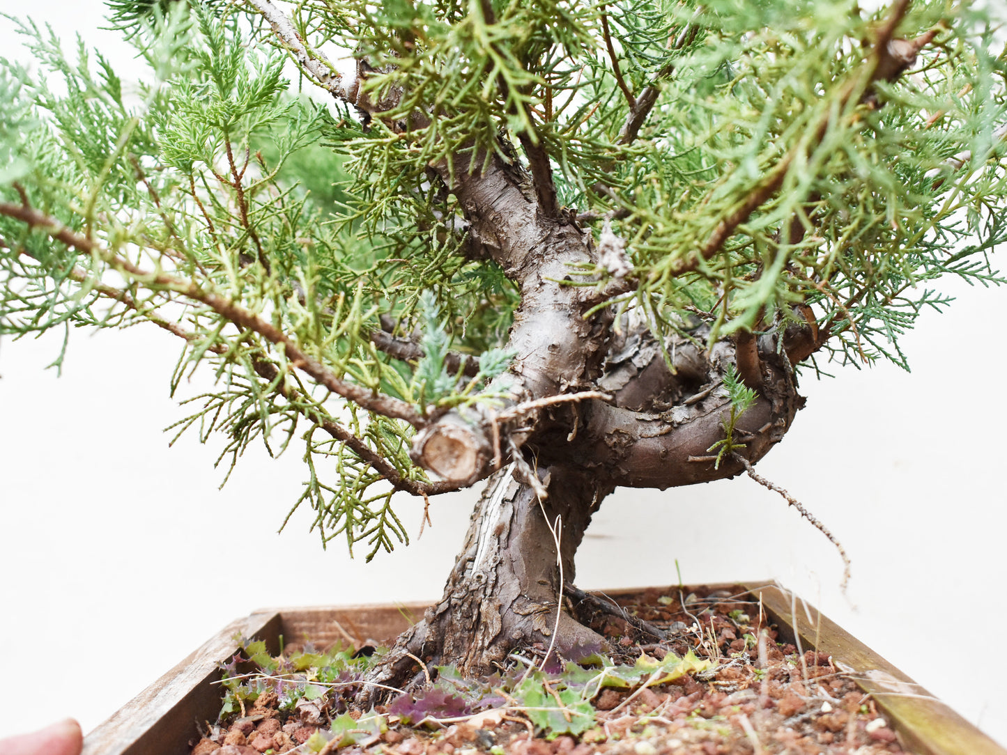 ENEBRO (Juniperus )