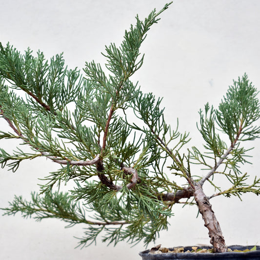 ENEBRO (Juniperus )