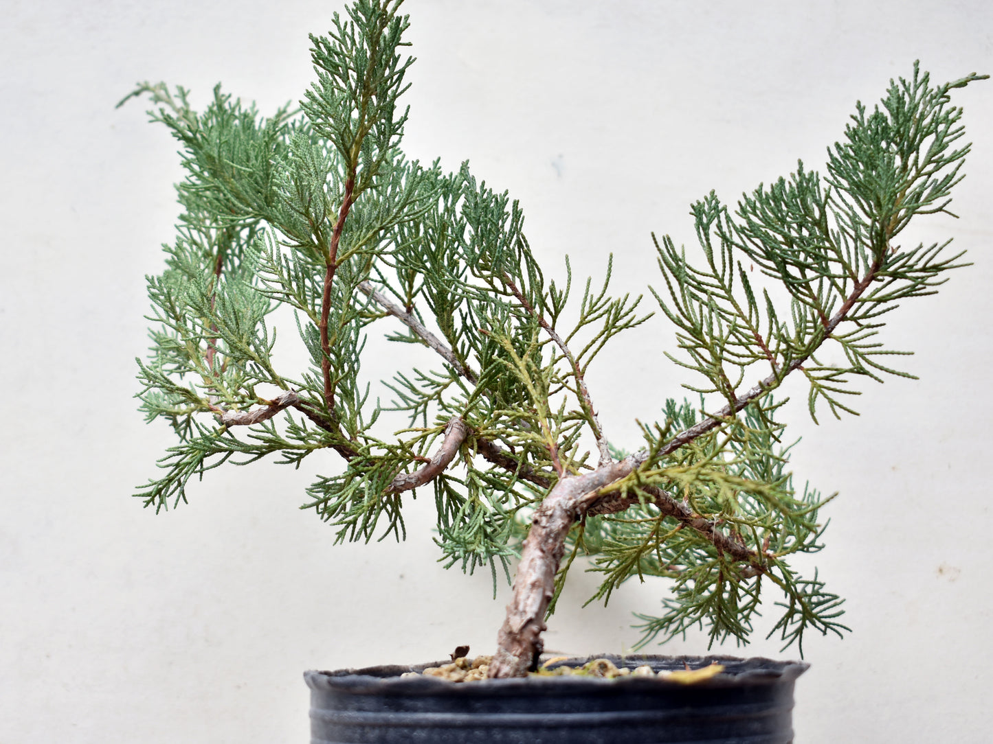 ENEBRO (Juniperus )