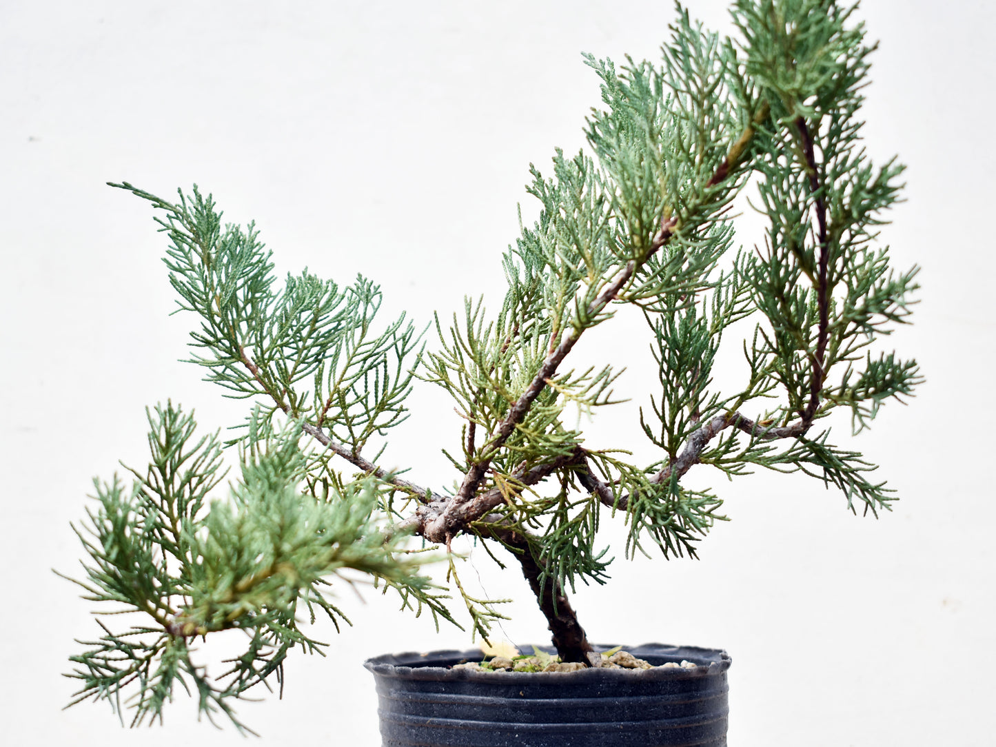 ENEBRO (Juniperus )