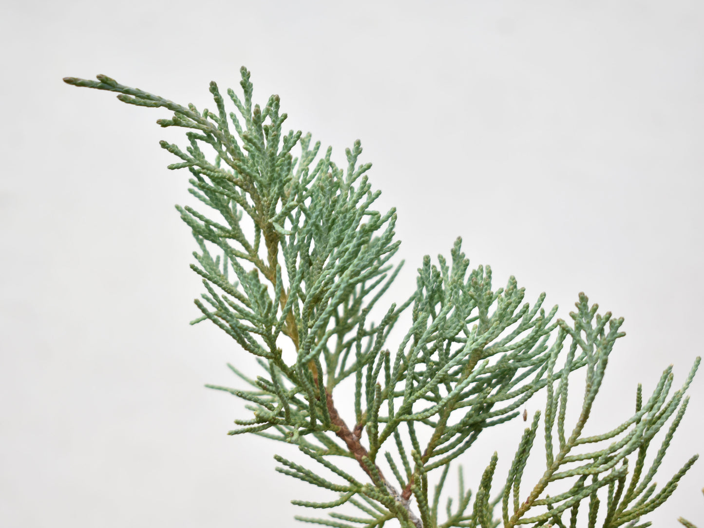 ENEBRO (Juniperus )