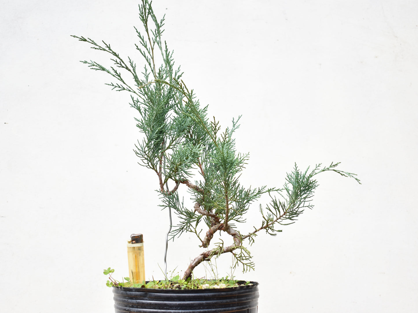 ENEBRO (Juniperus )