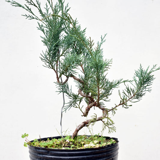 ENEBRO (Juniperus )