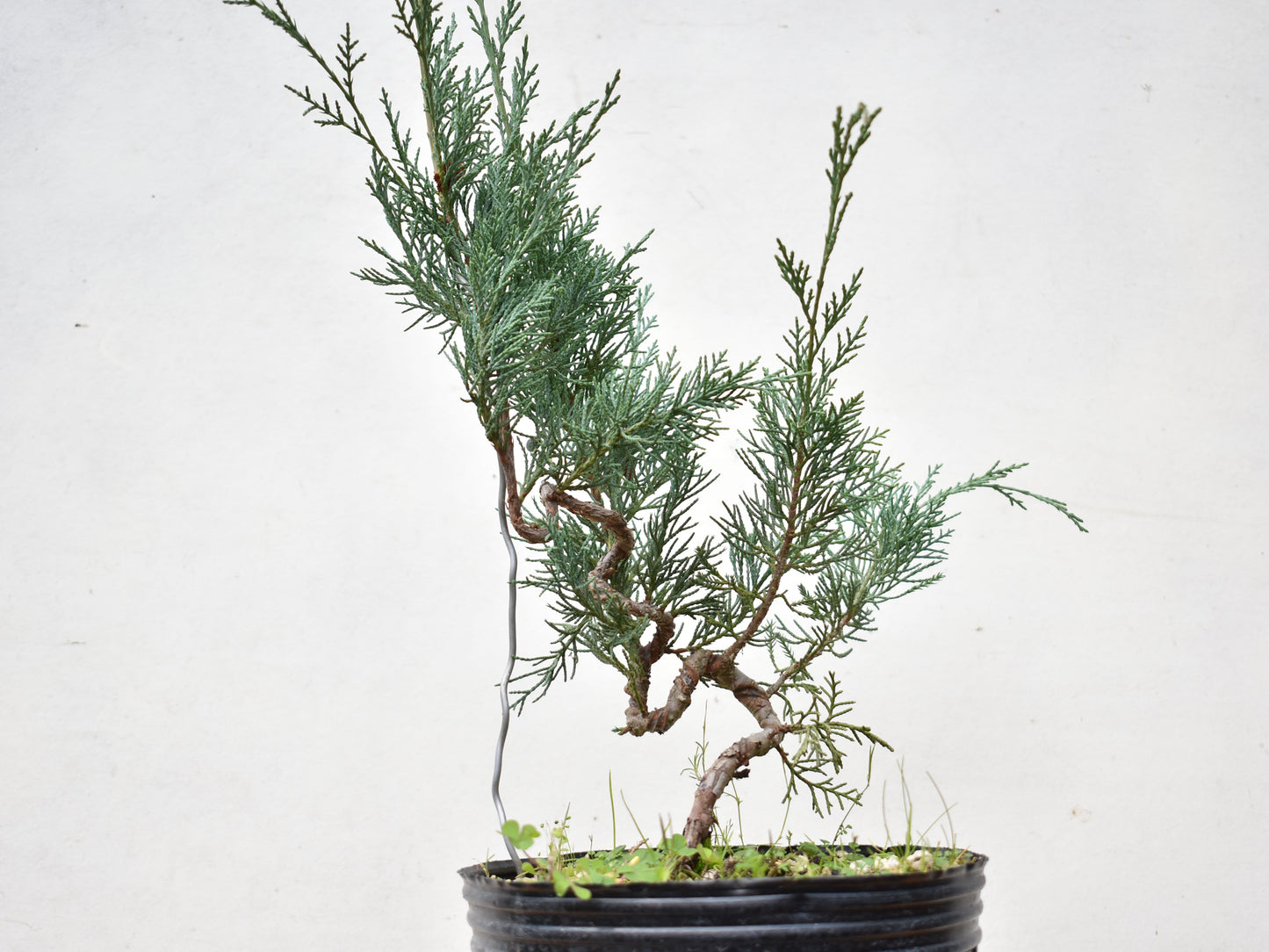 ENEBRO (Juniperus )