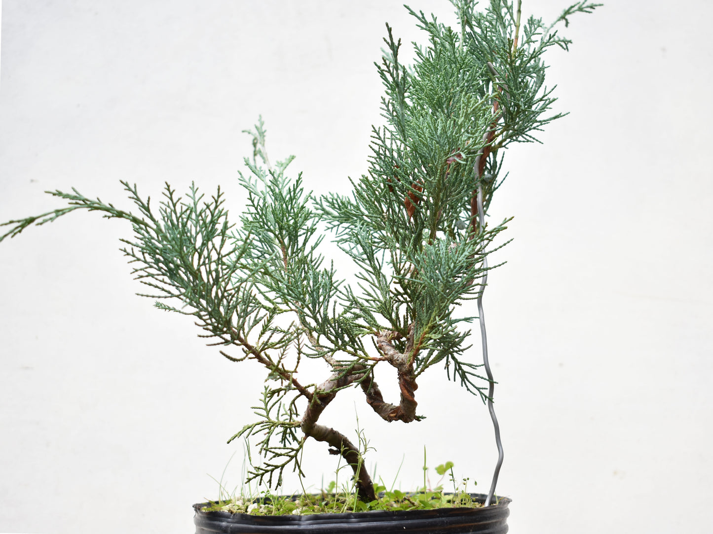 ENEBRO (Juniperus )