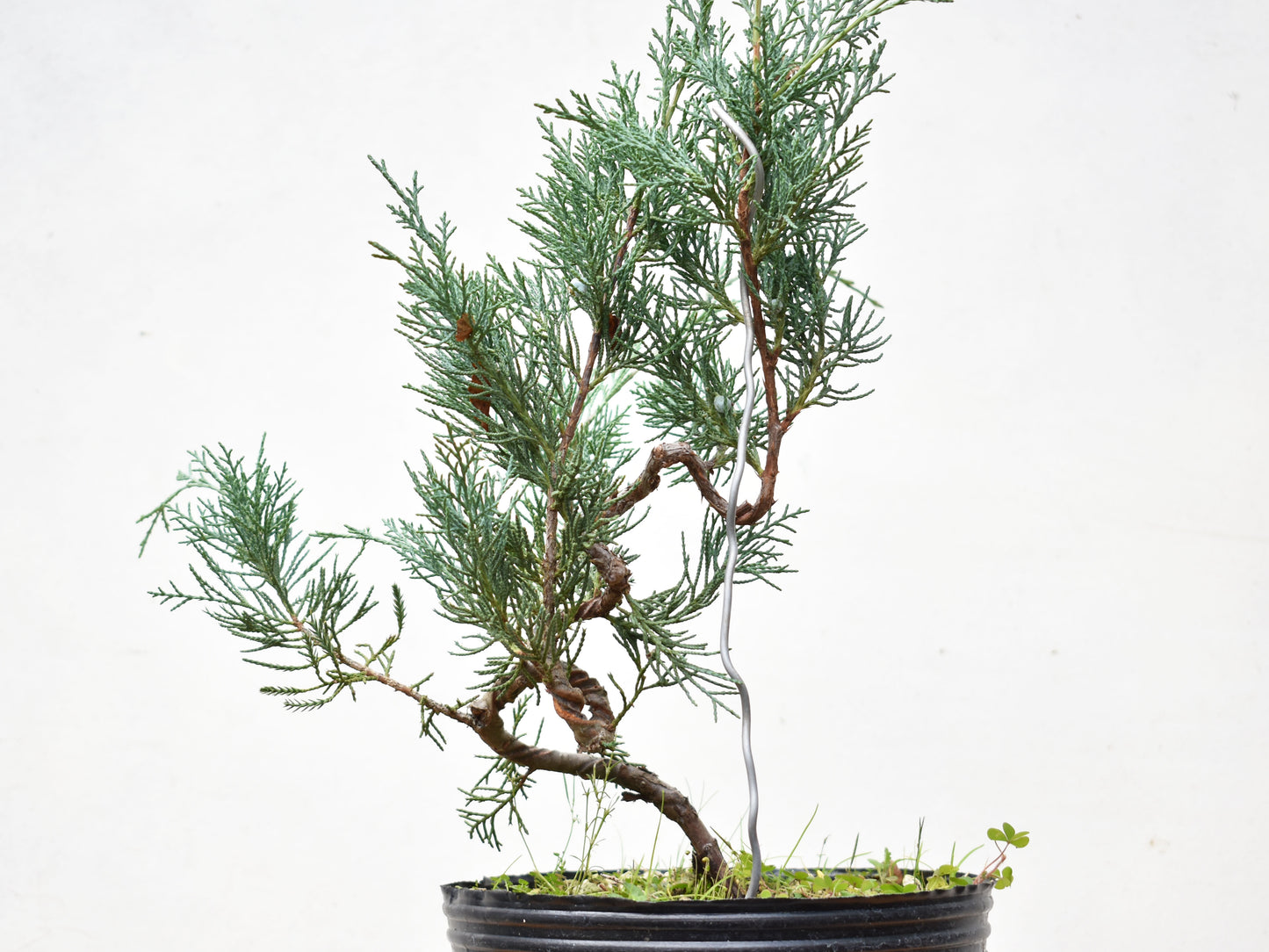 ENEBRO (Juniperus )