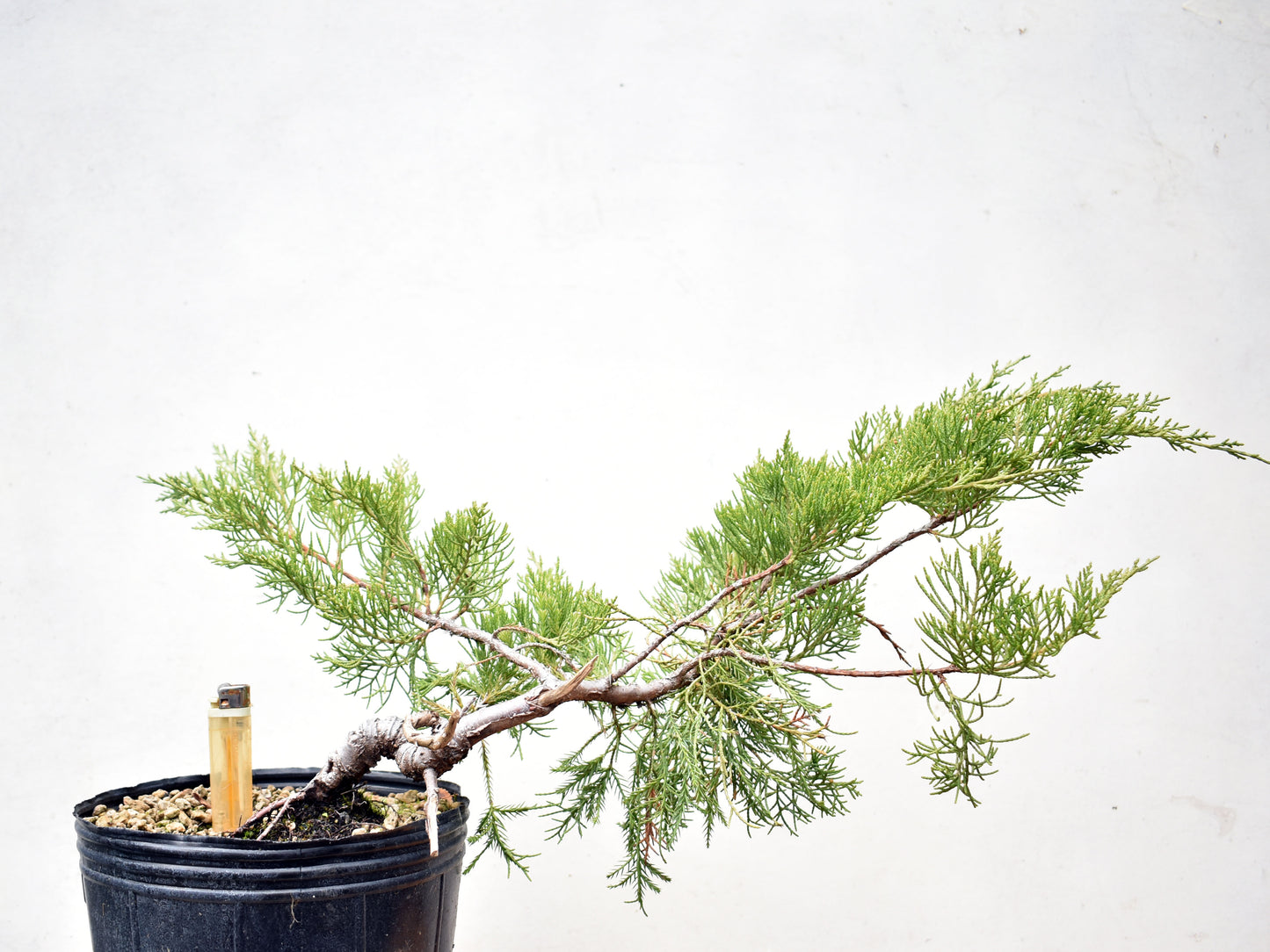 ENEBRO CHINO (Juniperus Chinensis)