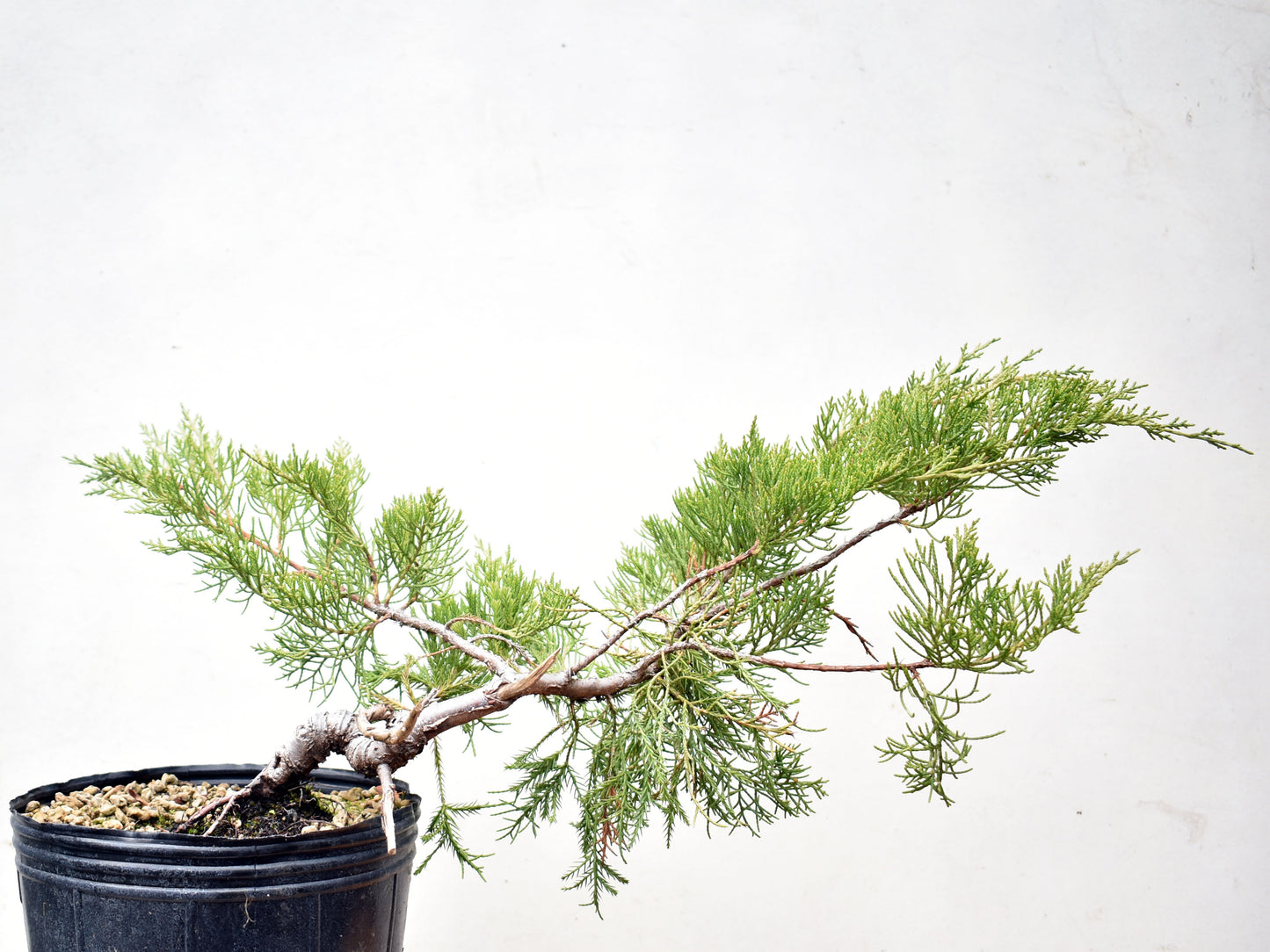 ENEBRO CHINO (Juniperus Chinensis)