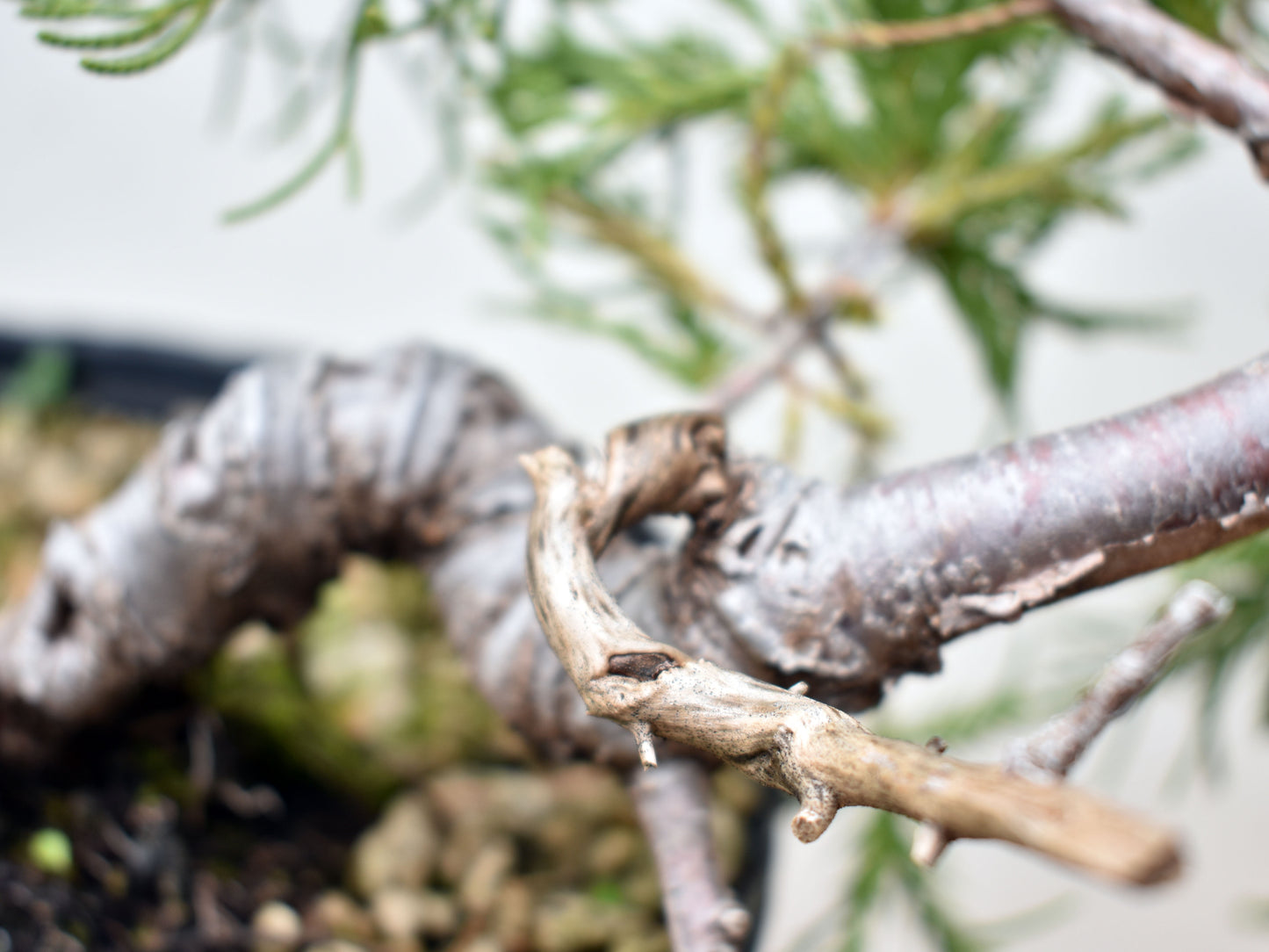 ENEBRO CHINO (Juniperus Chinensis)