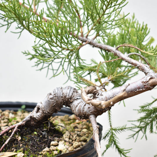 ENEBRO CHINO (Juniperus Chinensis)