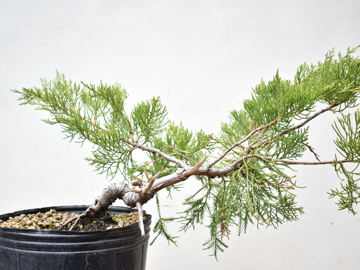 ENEBRO CHINO (Juniperus Chinensis)