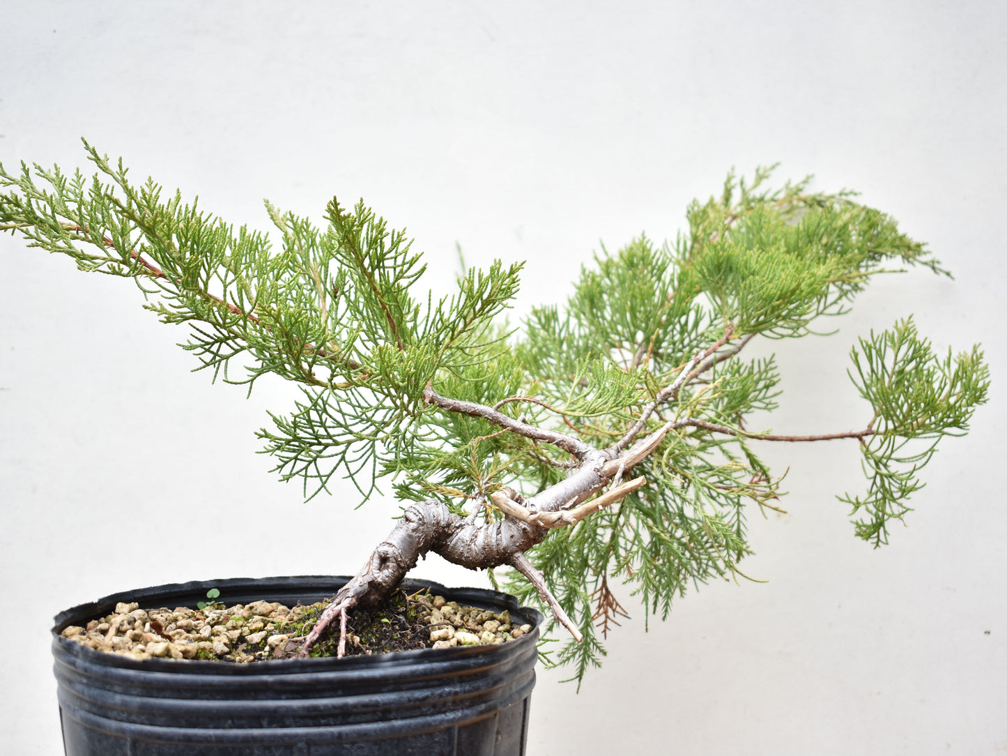 ENEBRO CHINO (Juniperus Chinensis)