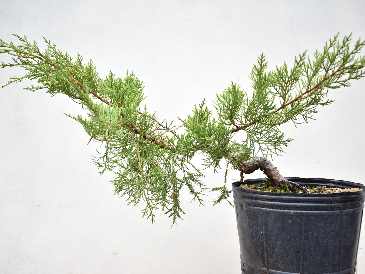 ENEBRO CHINO (Juniperus Chinensis)