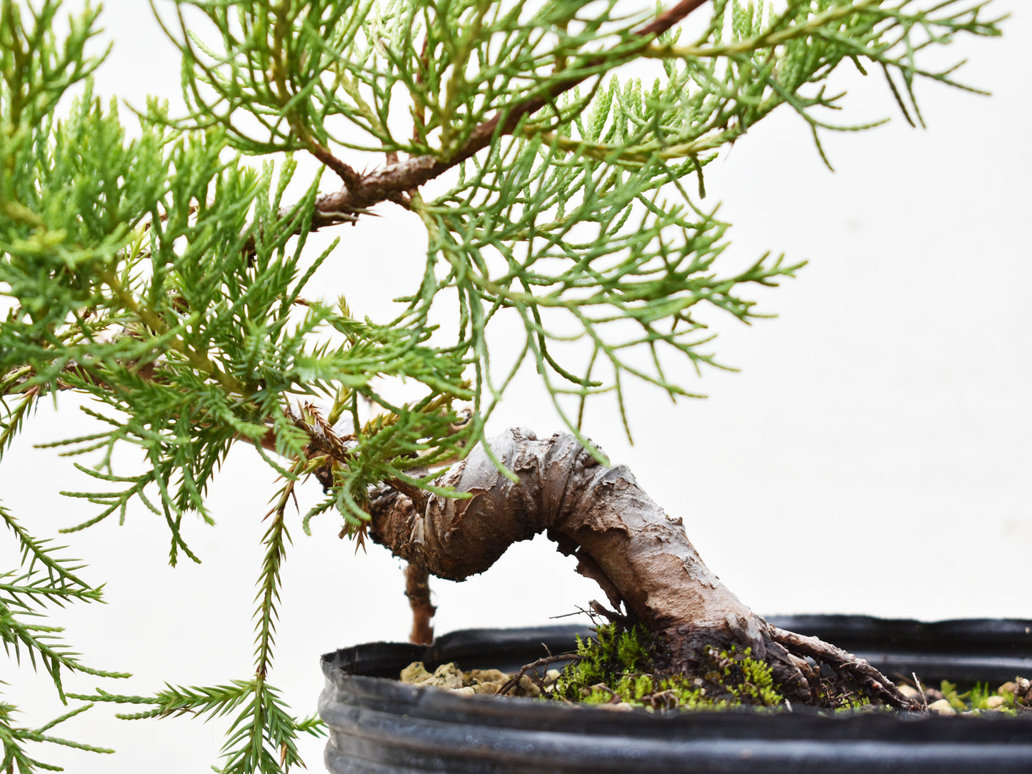 ENEBRO CHINO (Juniperus Chinensis)