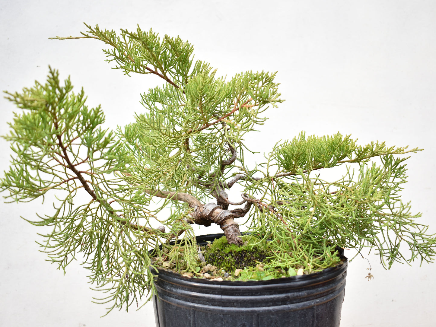 ENEBRO CHINO (Juniperus Chinensis)