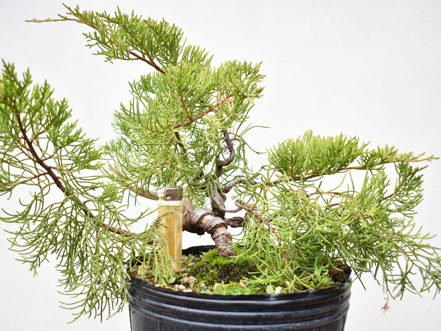 ENEBRO CHINO (Juniperus Chinensis)