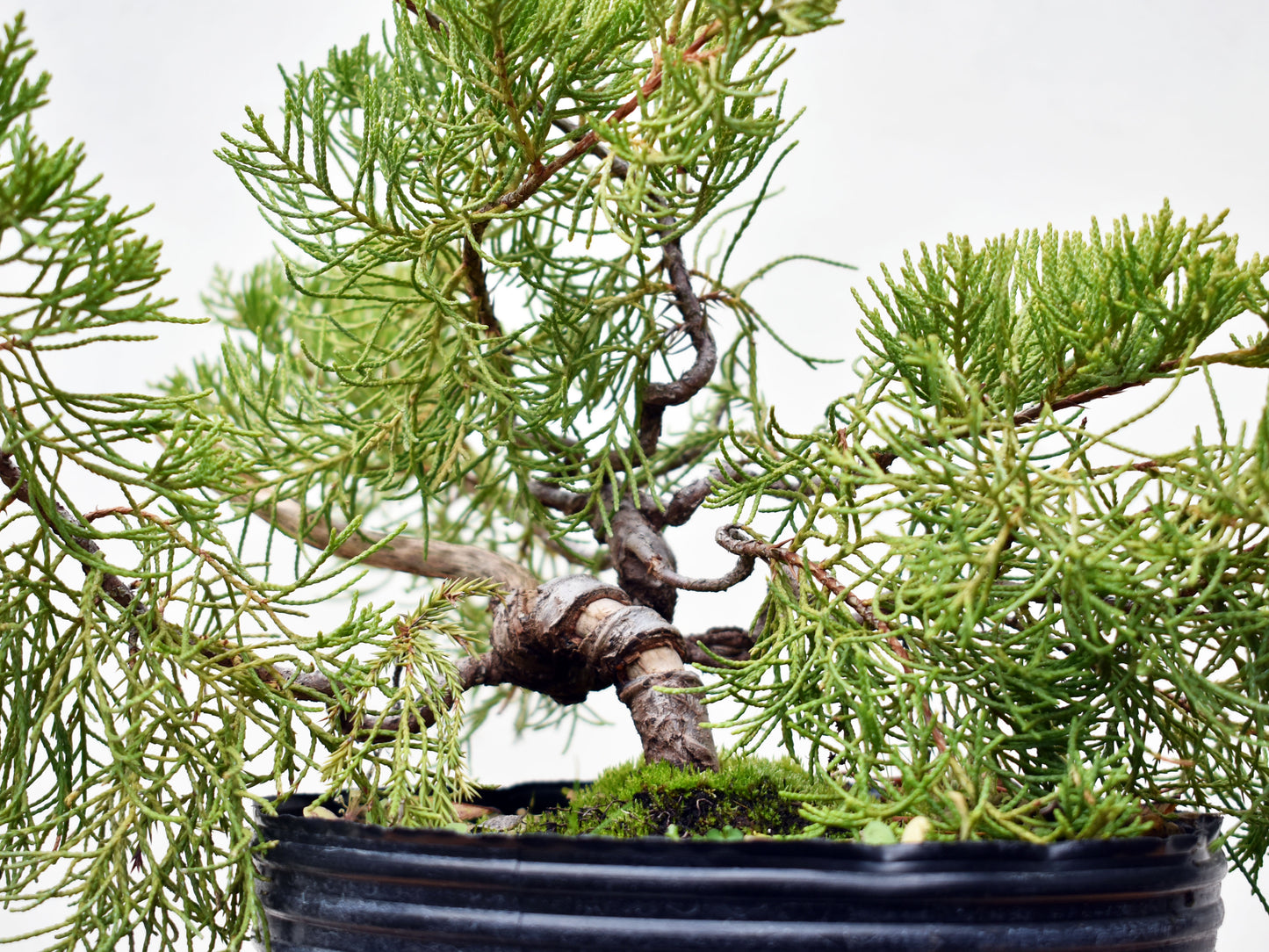 ENEBRO CHINO (Juniperus Chinensis)