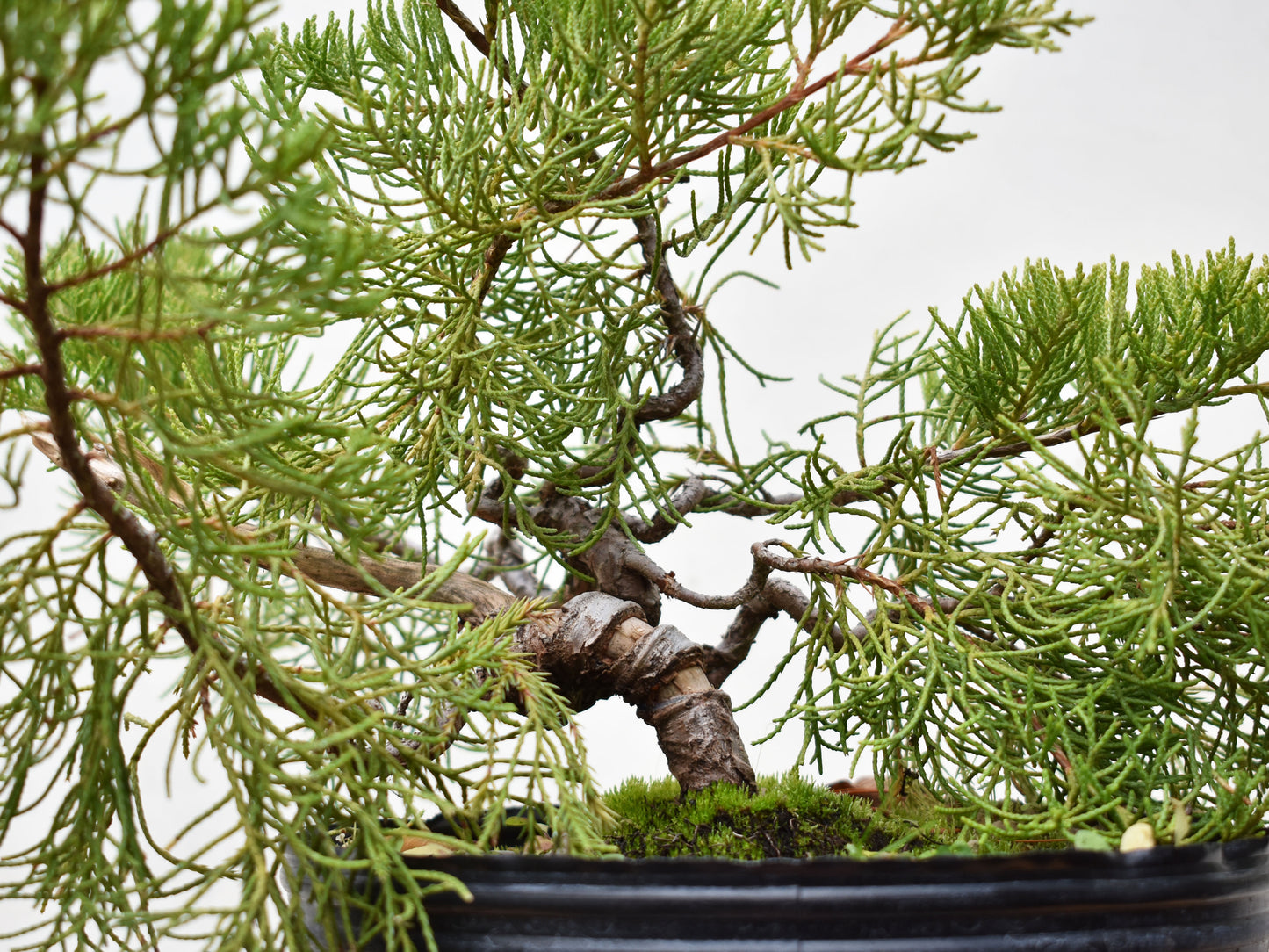 ENEBRO CHINO (Juniperus Chinensis)