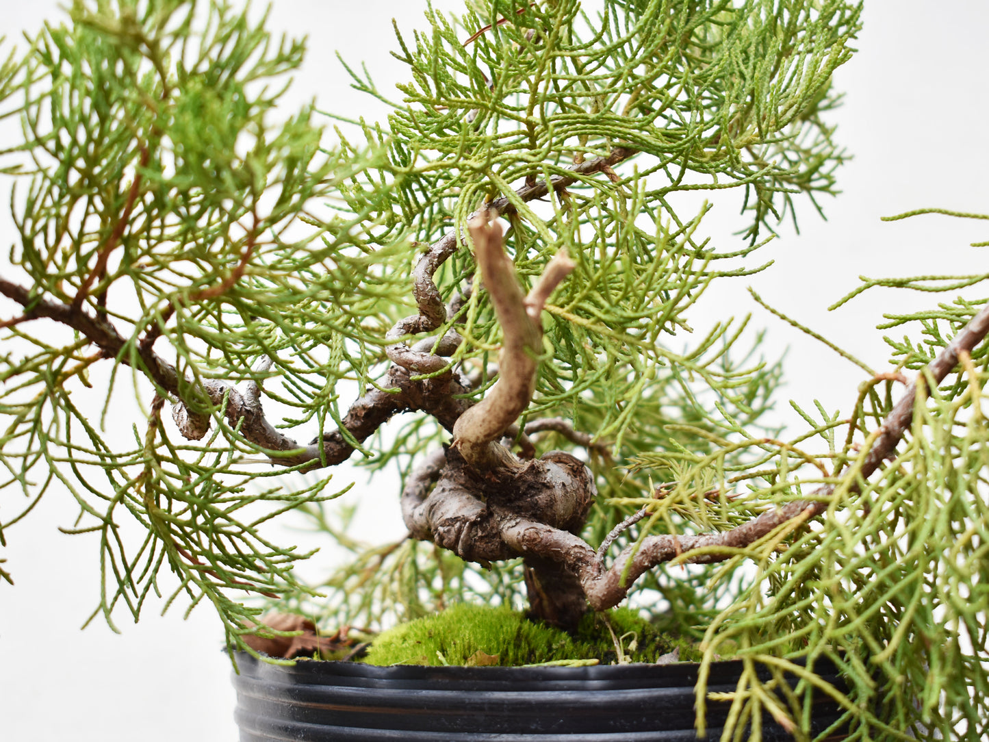 ENEBRO CHINO (Juniperus Chinensis)