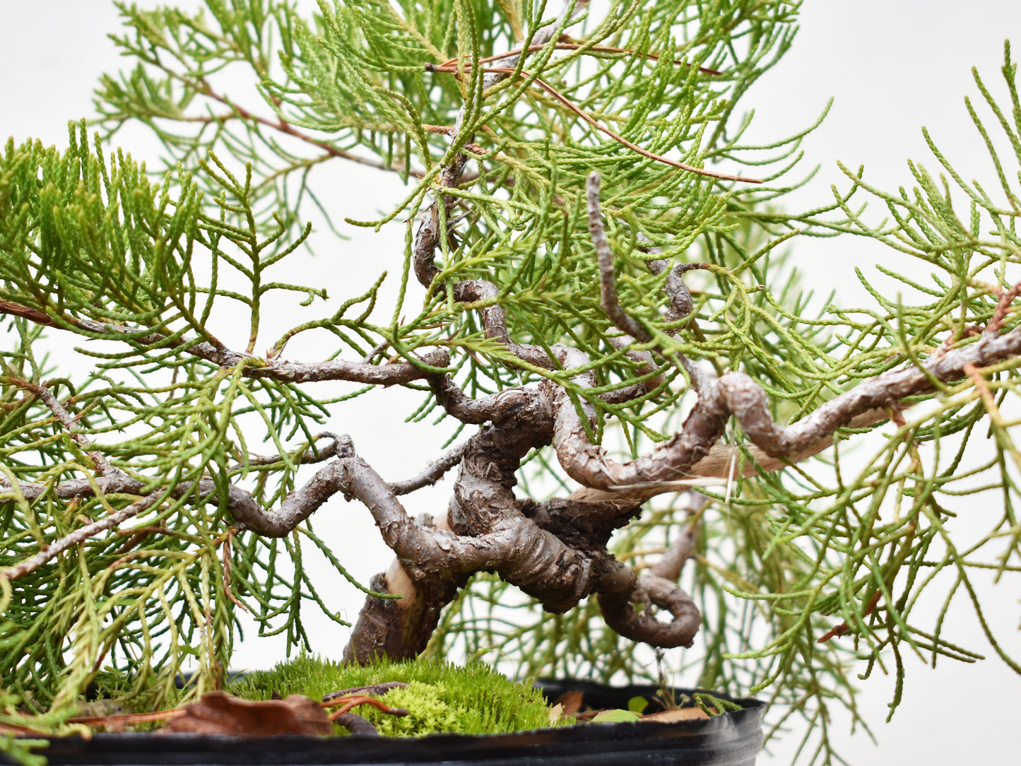 ENEBRO CHINO (Juniperus Chinensis)