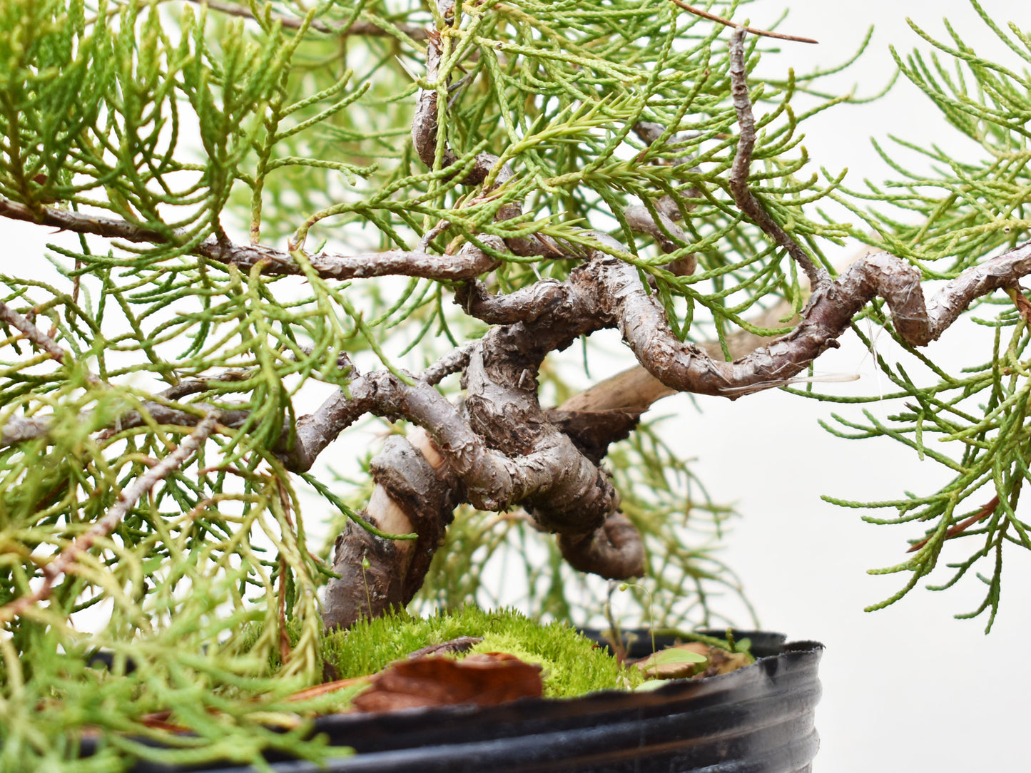 ENEBRO CHINO (Juniperus Chinensis)