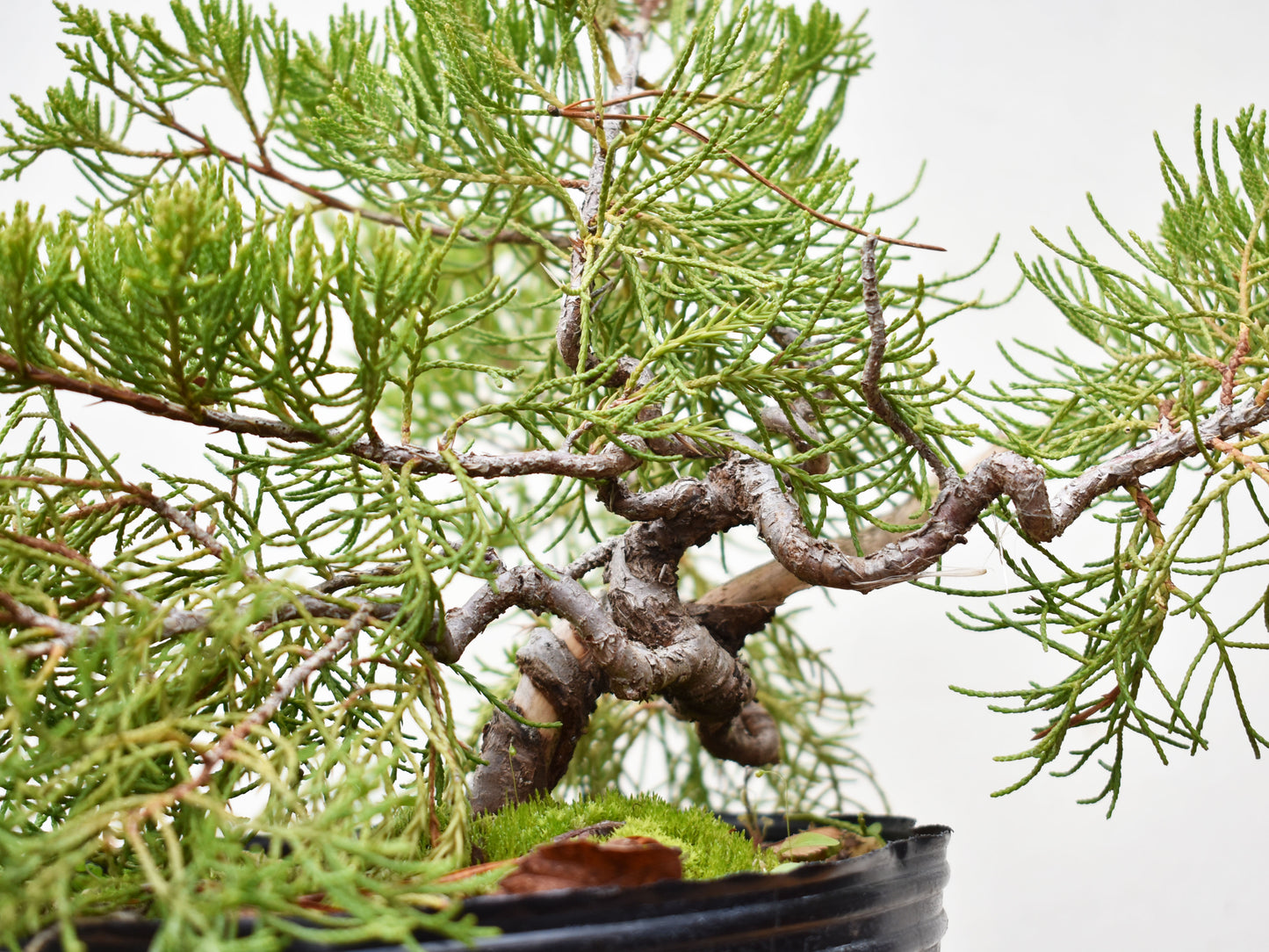 ENEBRO CHINO (Juniperus Chinensis)