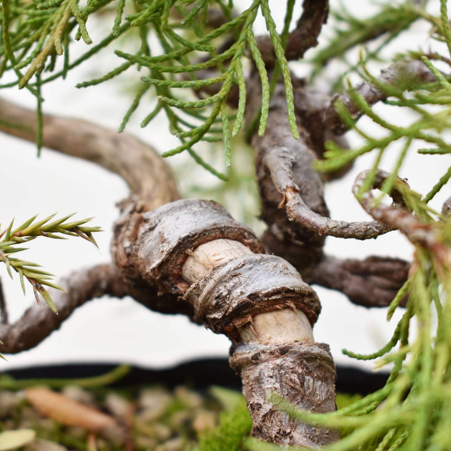 ENEBRO CHINO (Juniperus Chinensis)