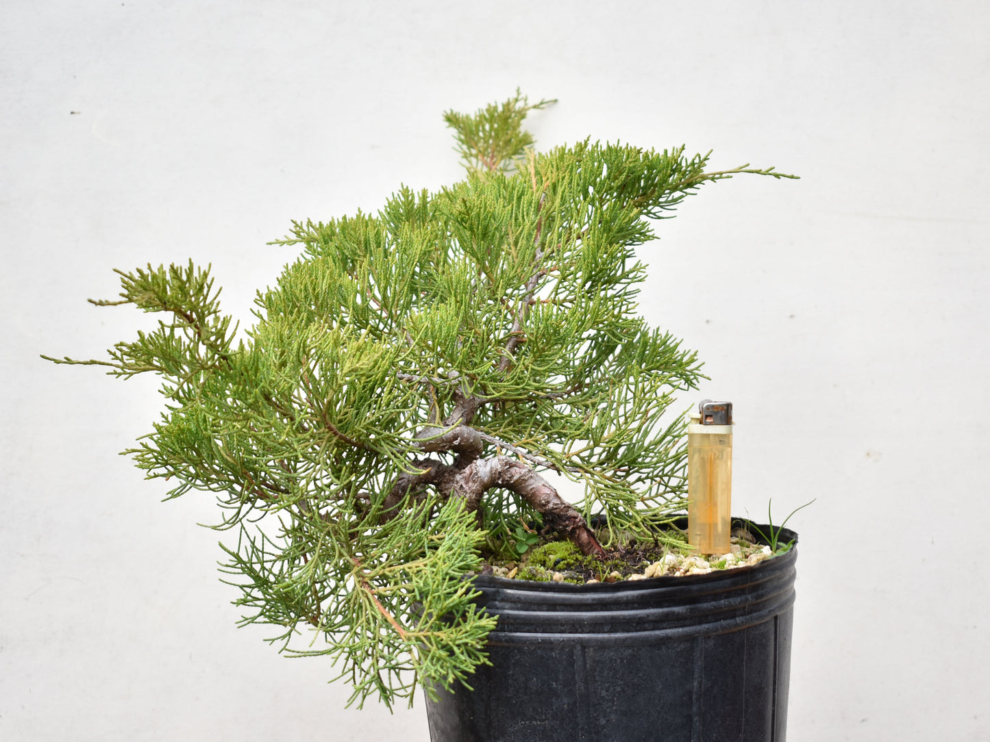 ENEBRO CHINO (Juniperus Chinensis)