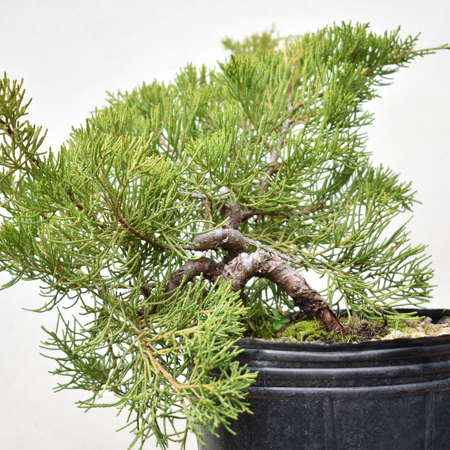 ENEBRO CHINO (Juniperus Chinensis)