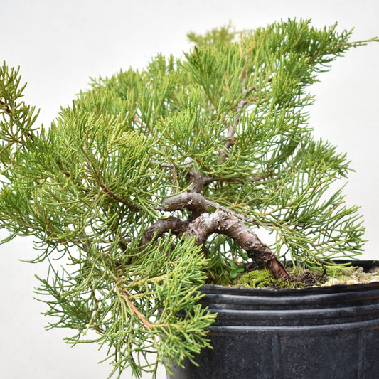 ENEBRO CHINO (Juniperus Chinensis)