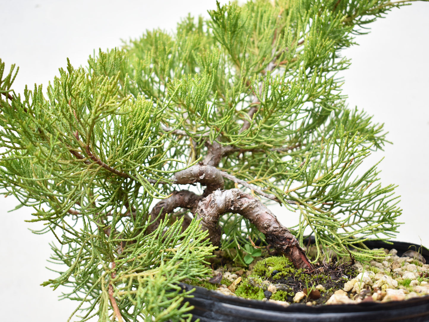 ENEBRO CHINO (Juniperus Chinensis)