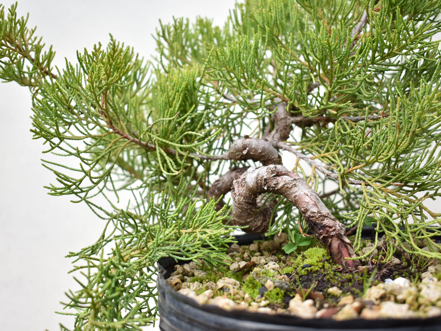 ENEBRO CHINO (Juniperus Chinensis)