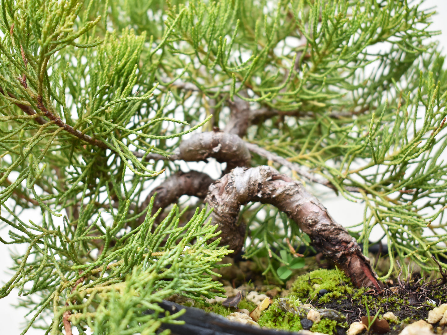 ENEBRO CHINO (Juniperus Chinensis)