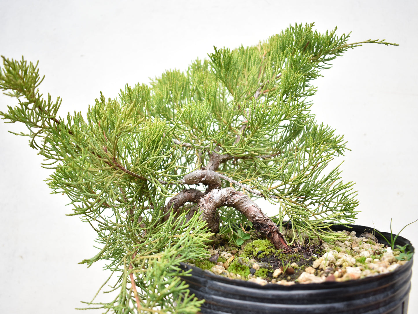 ENEBRO CHINO (Juniperus Chinensis)