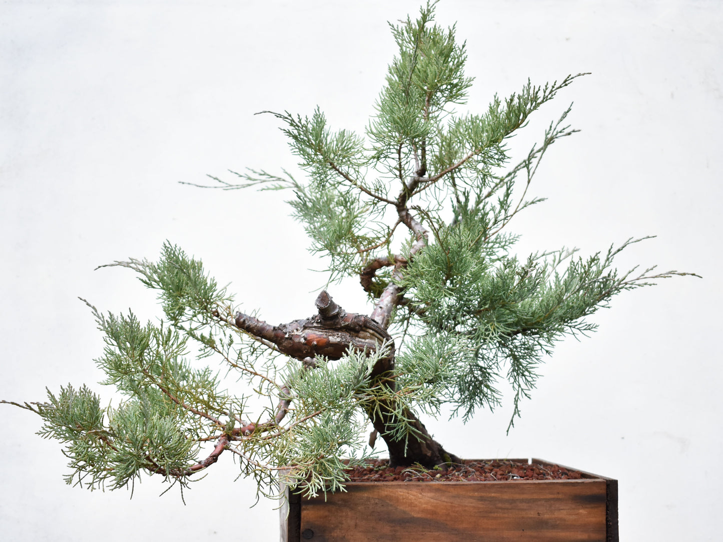 ENEBRO (Juniperus )