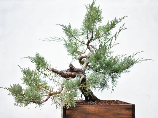 ENEBRO (Juniperus )