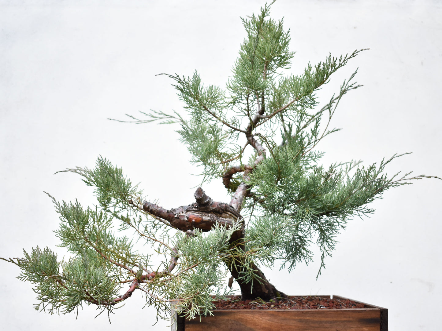 ENEBRO (Juniperus )