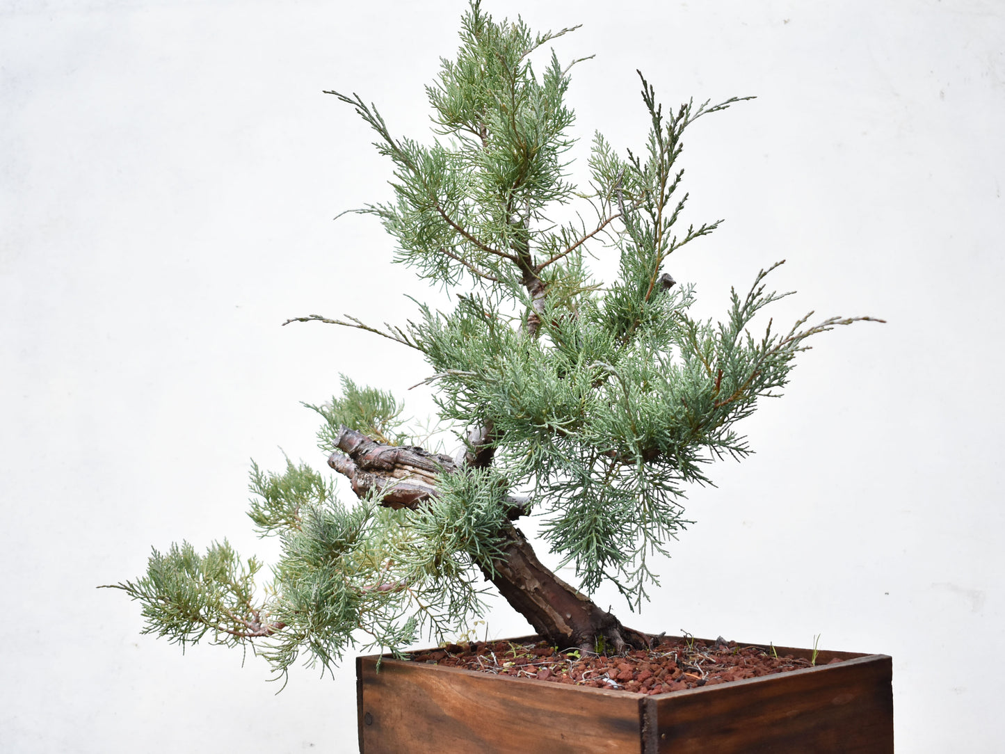 ENEBRO (Juniperus )