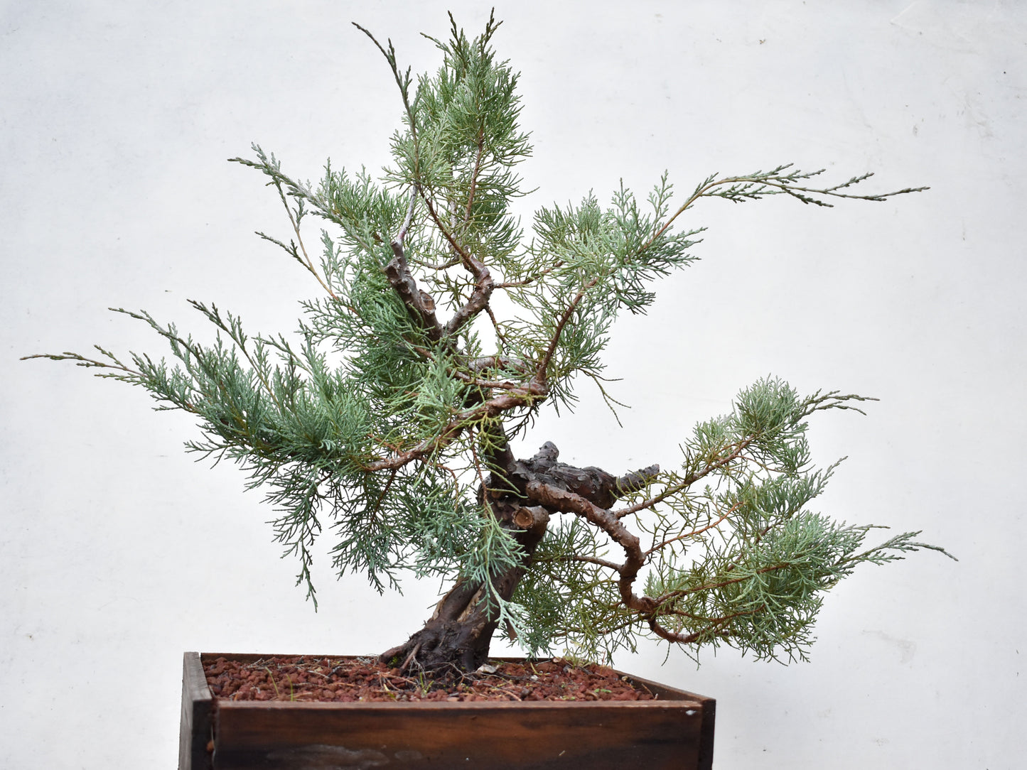 ENEBRO (Juniperus )