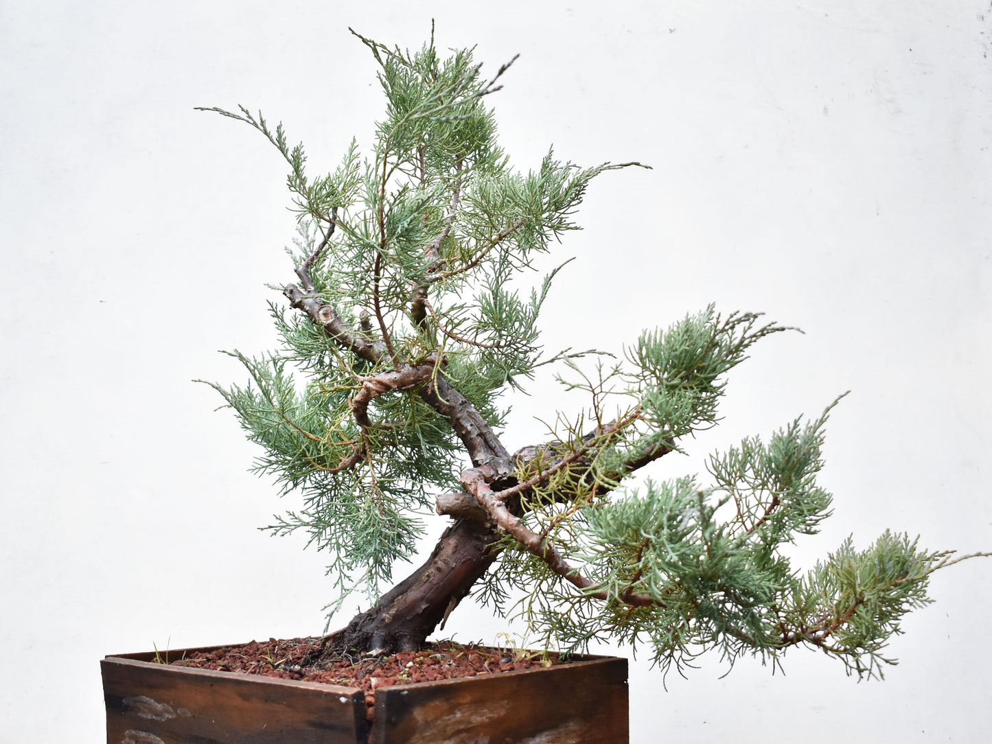 ENEBRO (Juniperus )