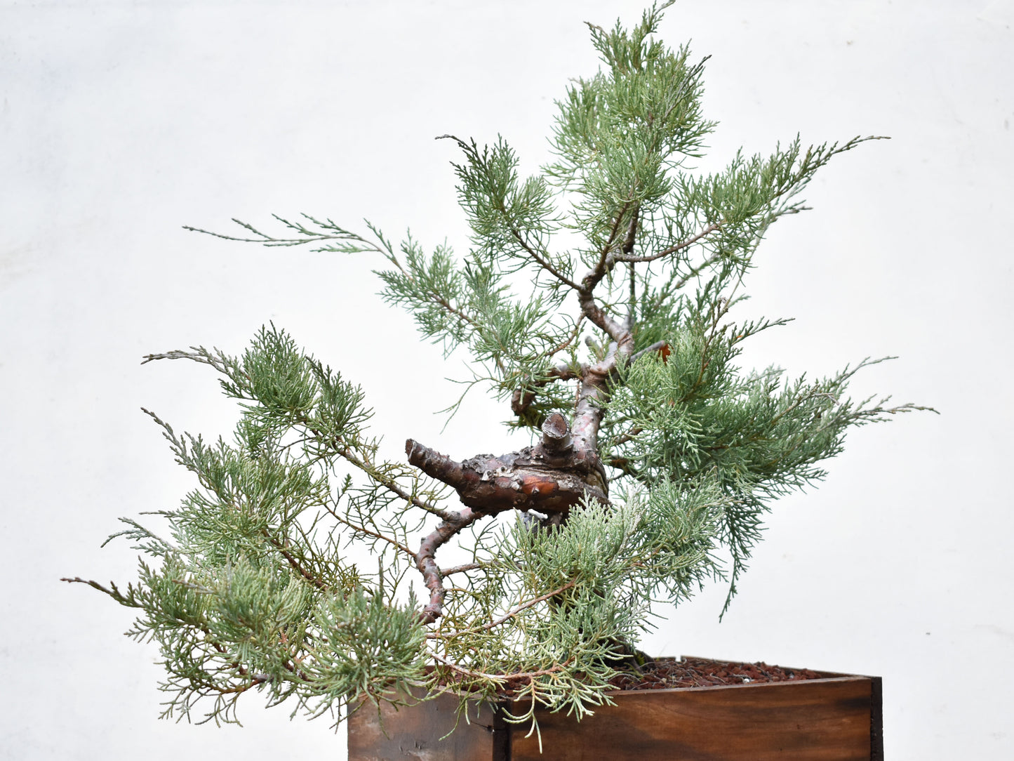 ENEBRO (Juniperus )