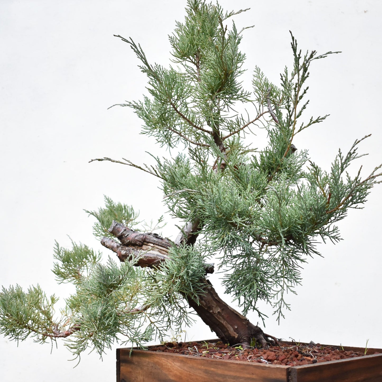 ENEBRO (Juniperus )