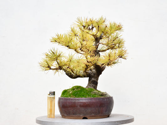 ALERCE EUROPEO (Larix Decidua)