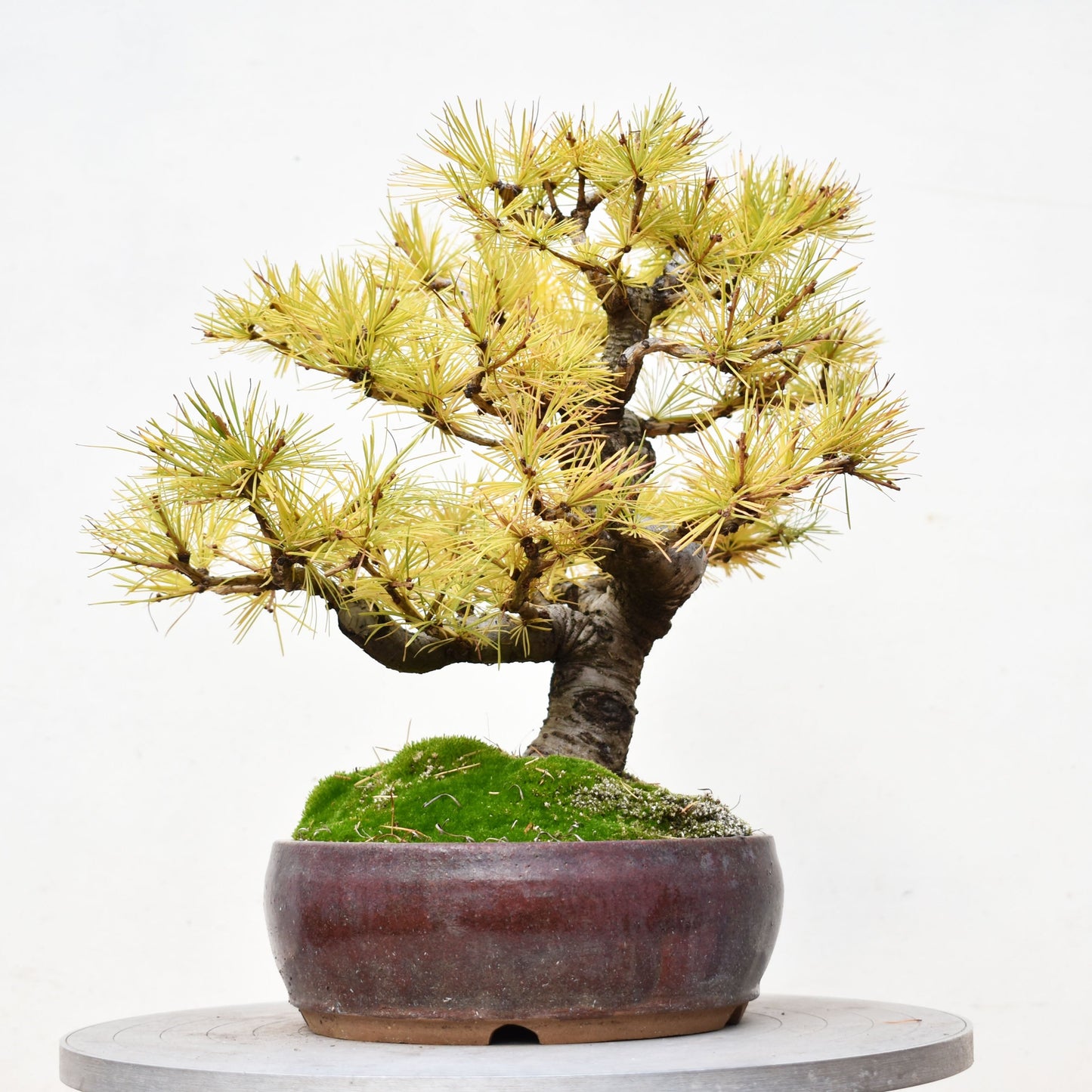 ALERCE EUROPEO (Larix Decidua)