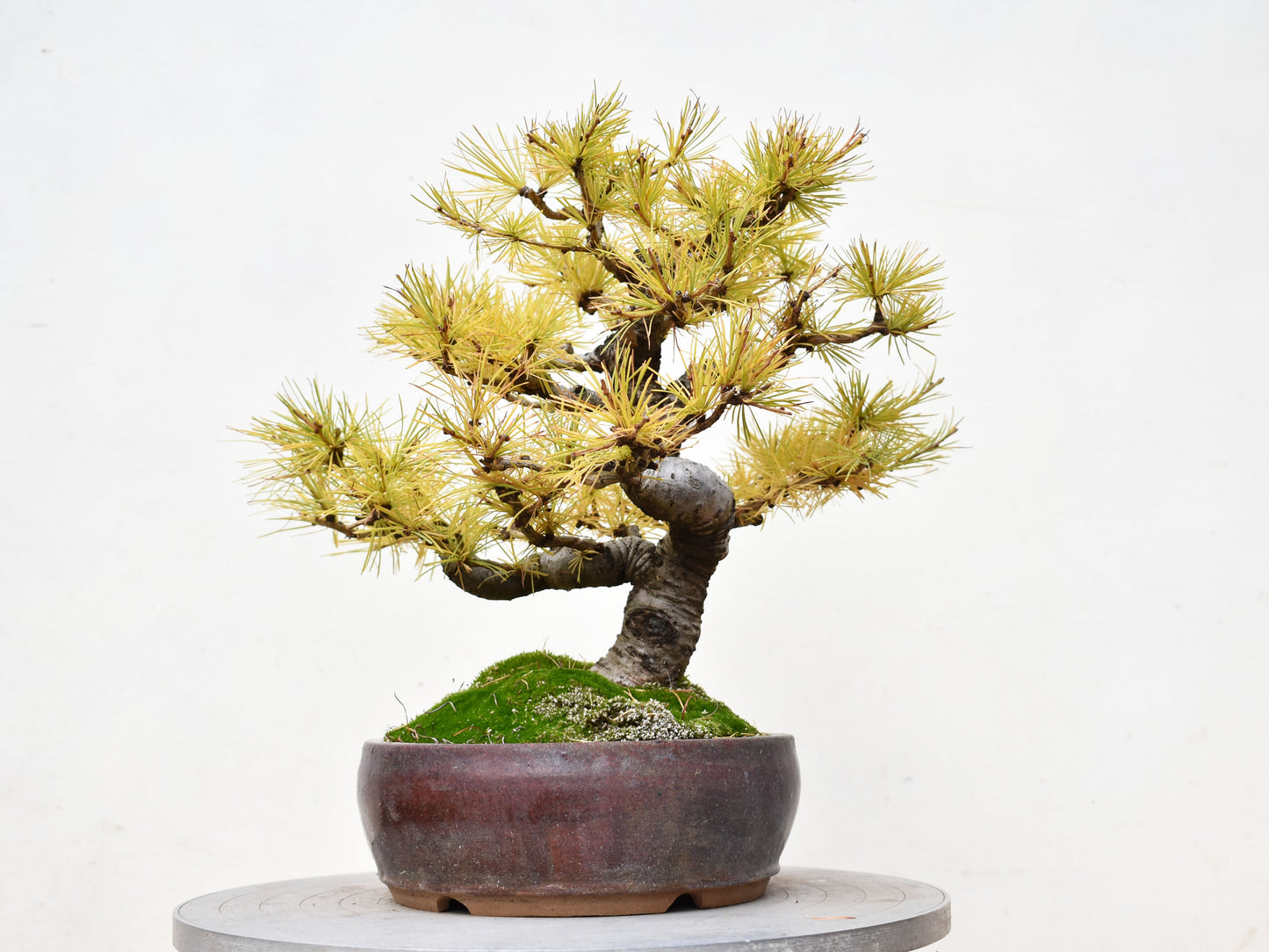 ALERCE EUROPEO (Larix Decidua)