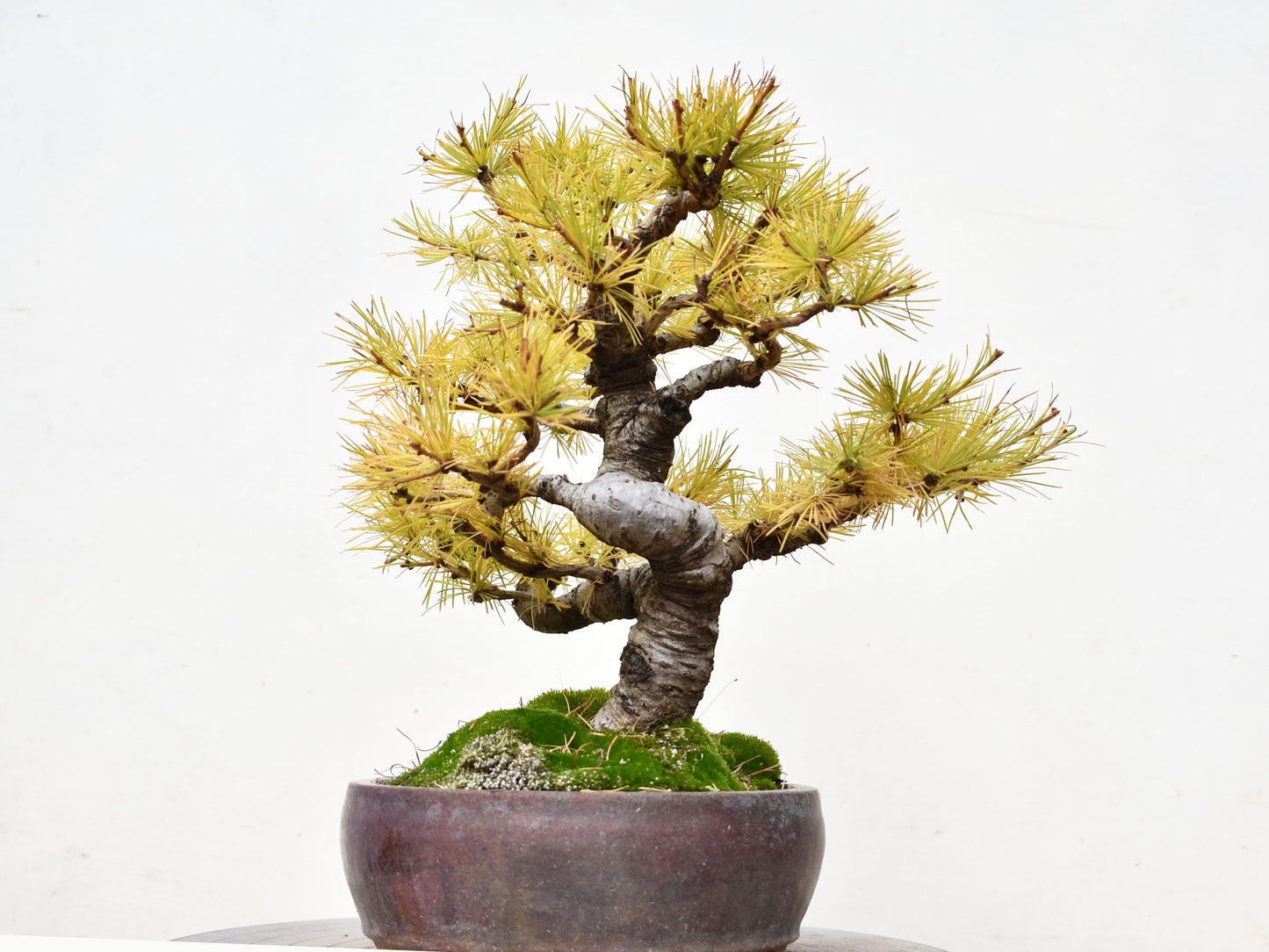 ALERCE EUROPEO (Larix Decidua)